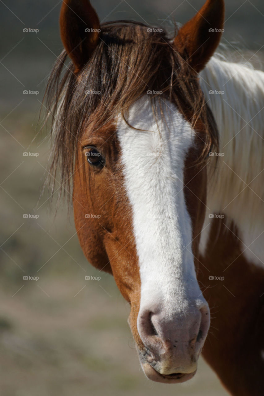 Close-up of a wild horse