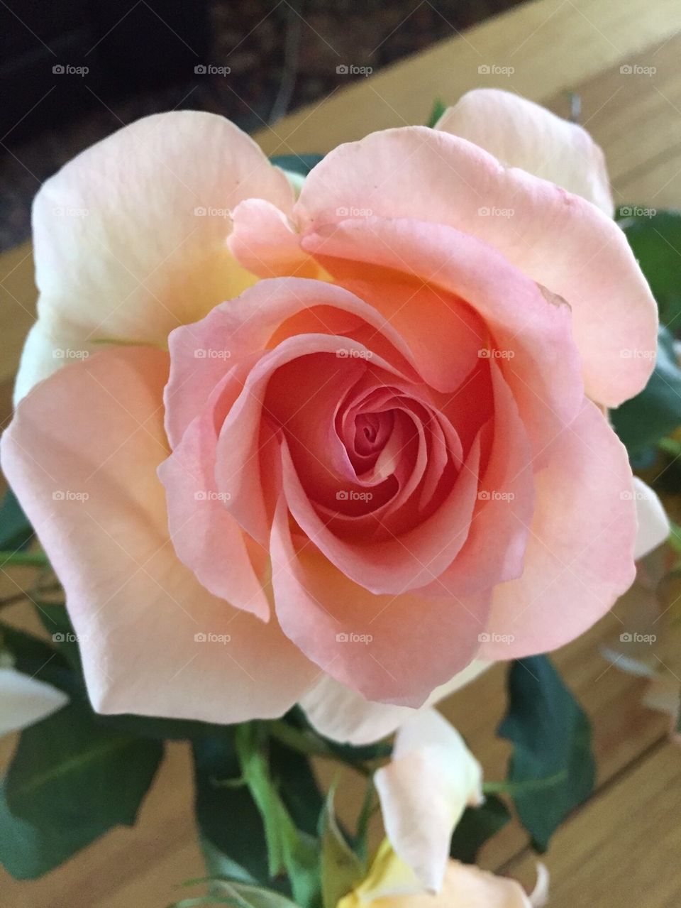 Apricot Rose