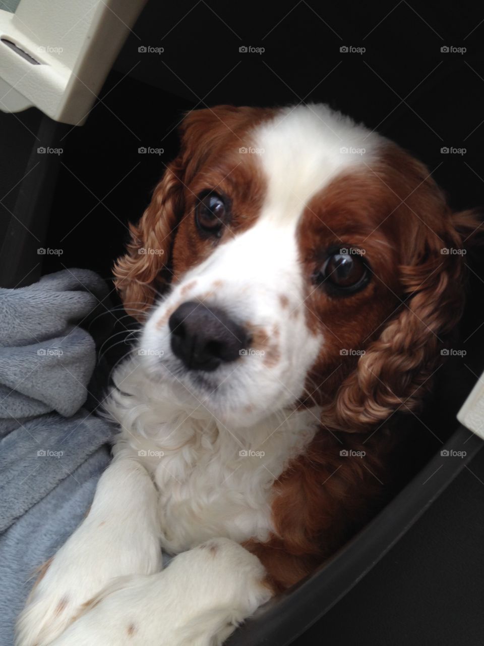 Beautiful Beau🐶🐶❤️🌹