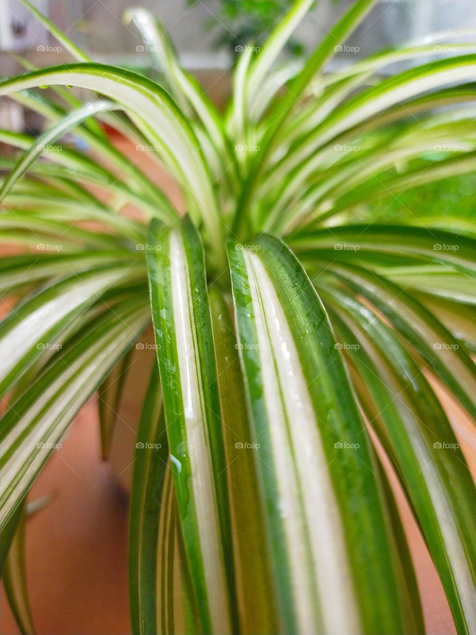 Close up photo of Chlorophytum comosum beautiful green white stripes spider plant with water splash. Popular houseplant for decoration or ornamental plant around the house.