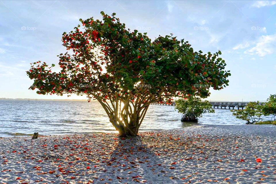 Mangrove tree. sunrise view behind mangrove tree in South Florida
