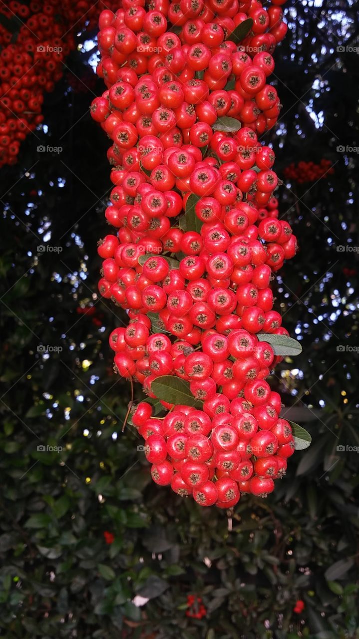 berries