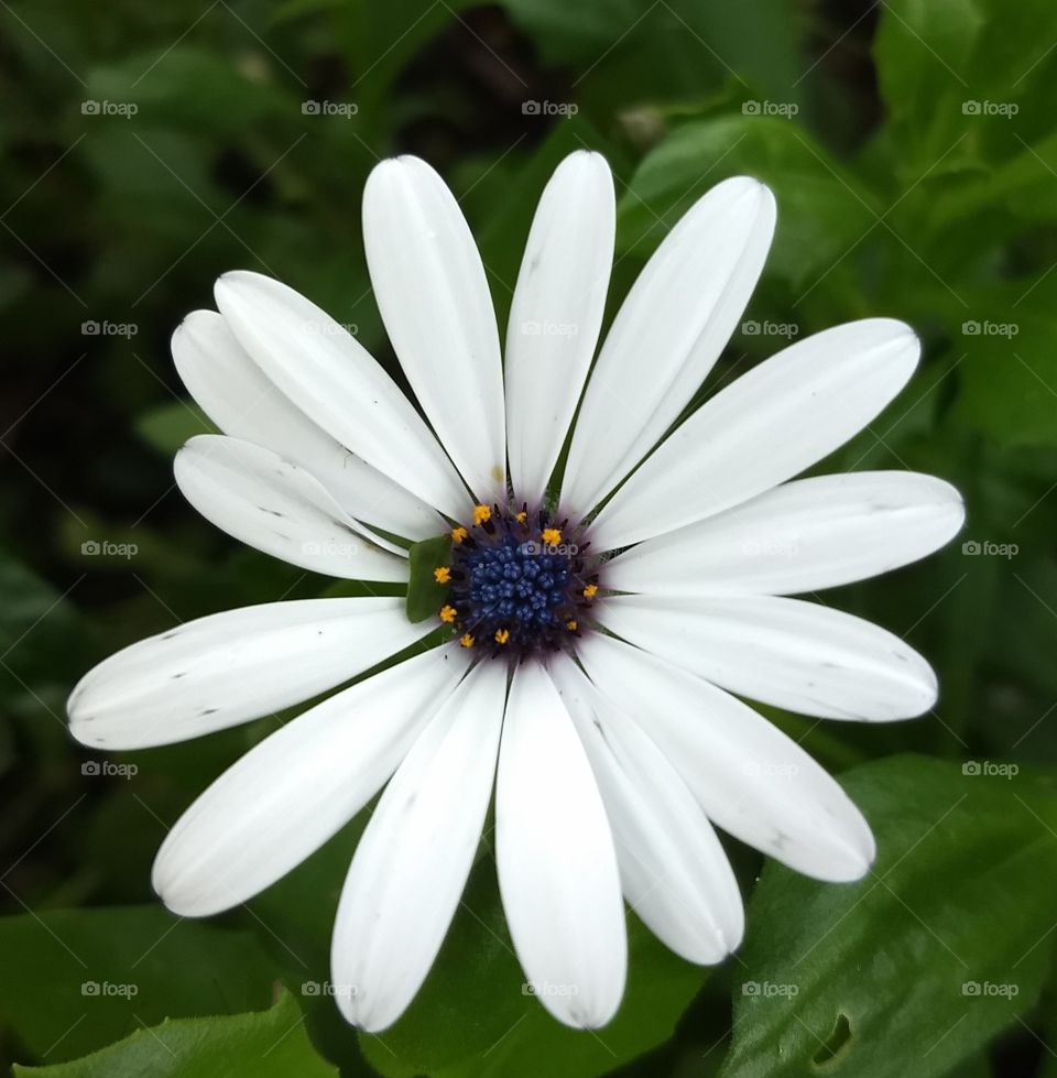 white flower