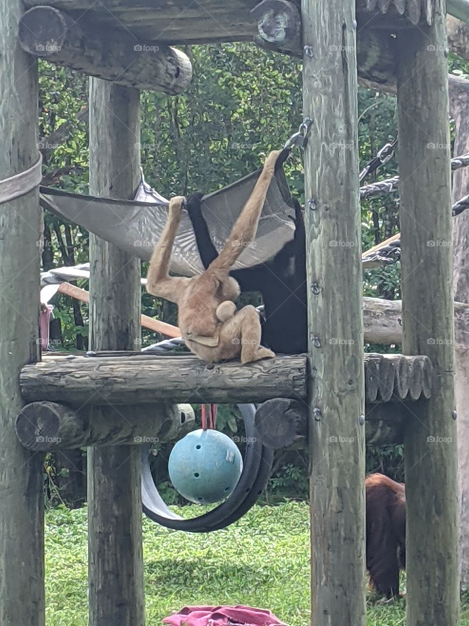 Monkeys at Zoo Miami
