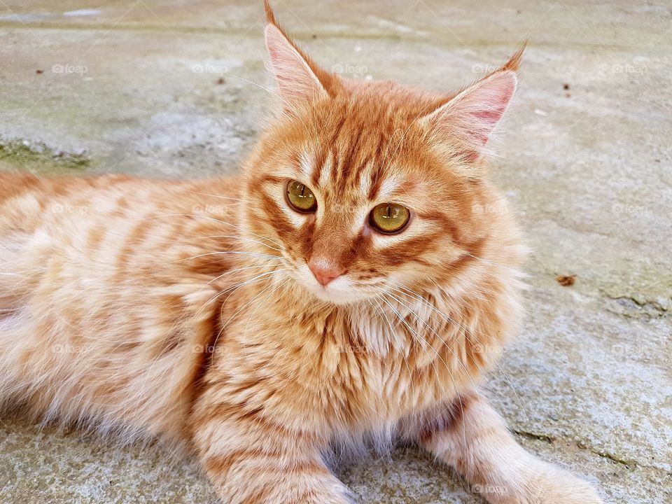 Cat Orange 