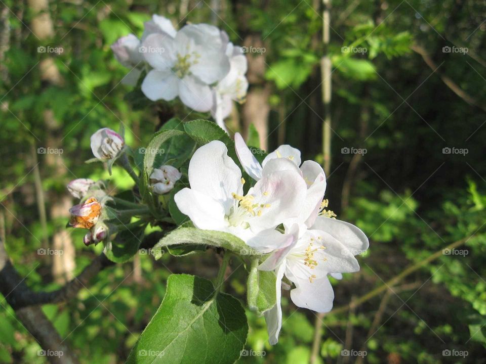 Branch of apple-tree at spring