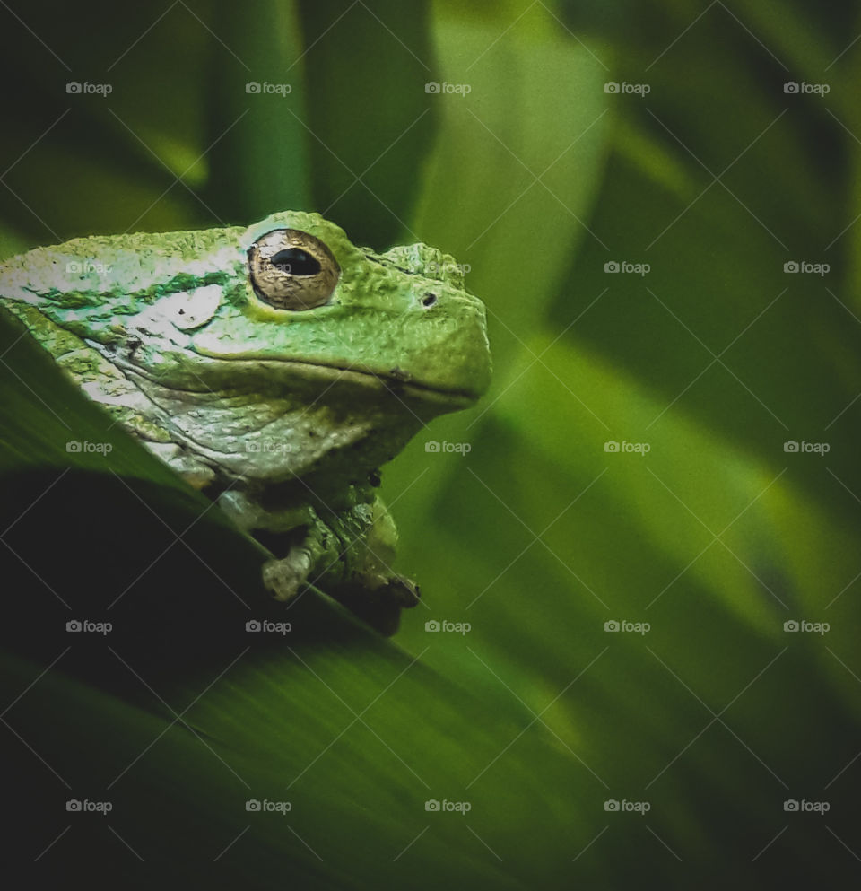 Small  green Tree frog. Hanging out on a leaf in the garden