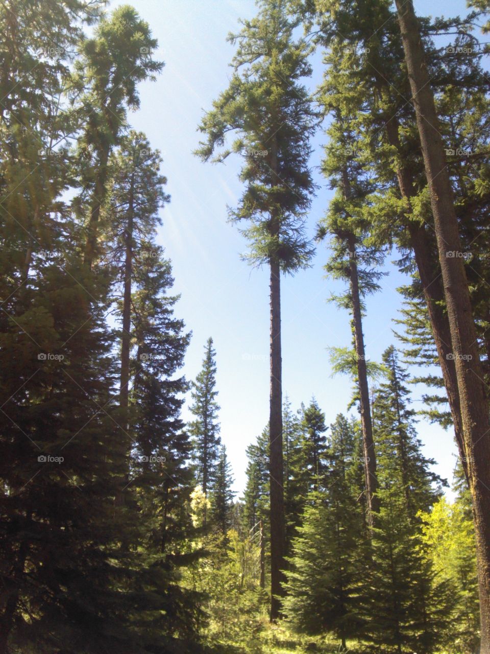 Mt. Hood area. camping