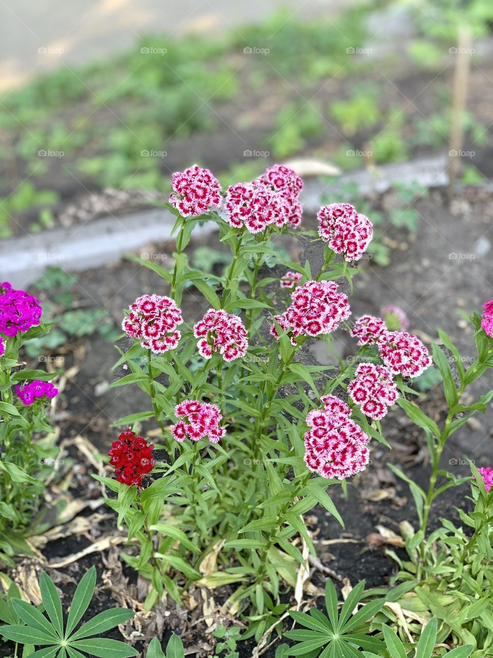Flowerbed . carnations