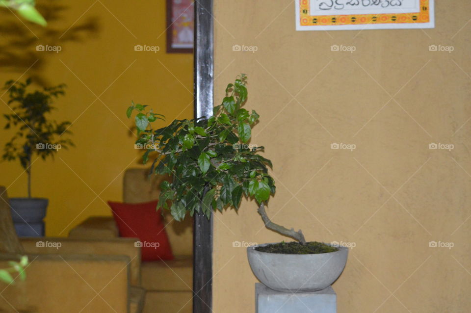 bonsai tree