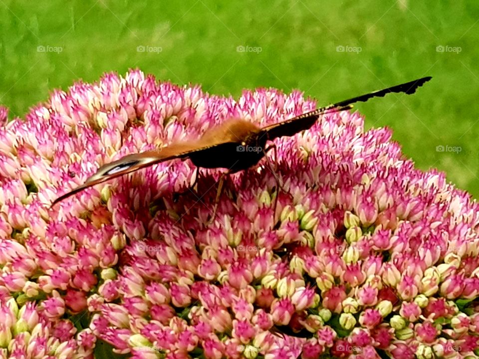 Butterfly on flower