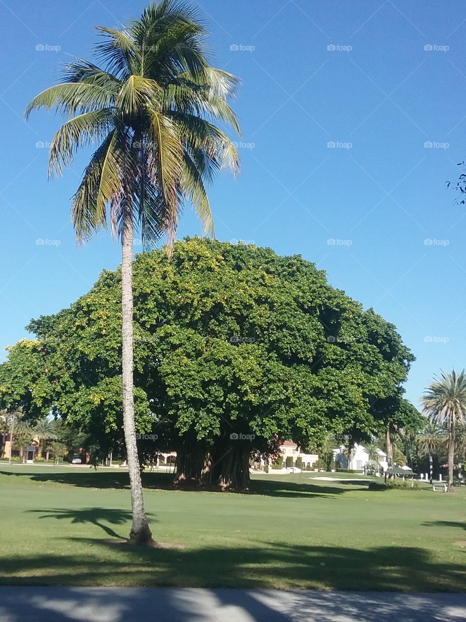 palm and fig trees