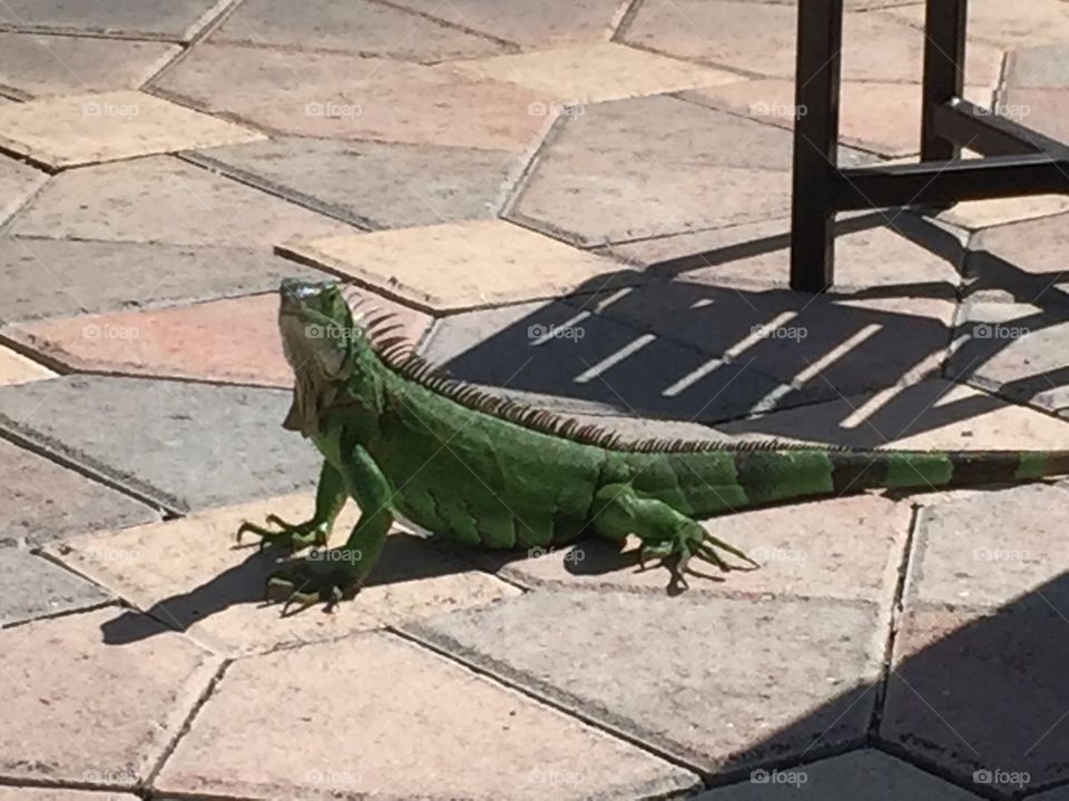 Iguana