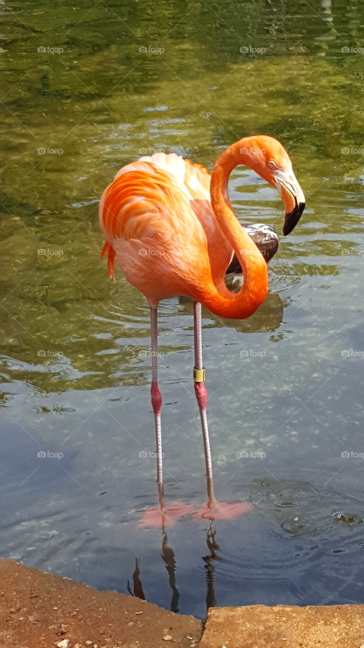 Flamingo