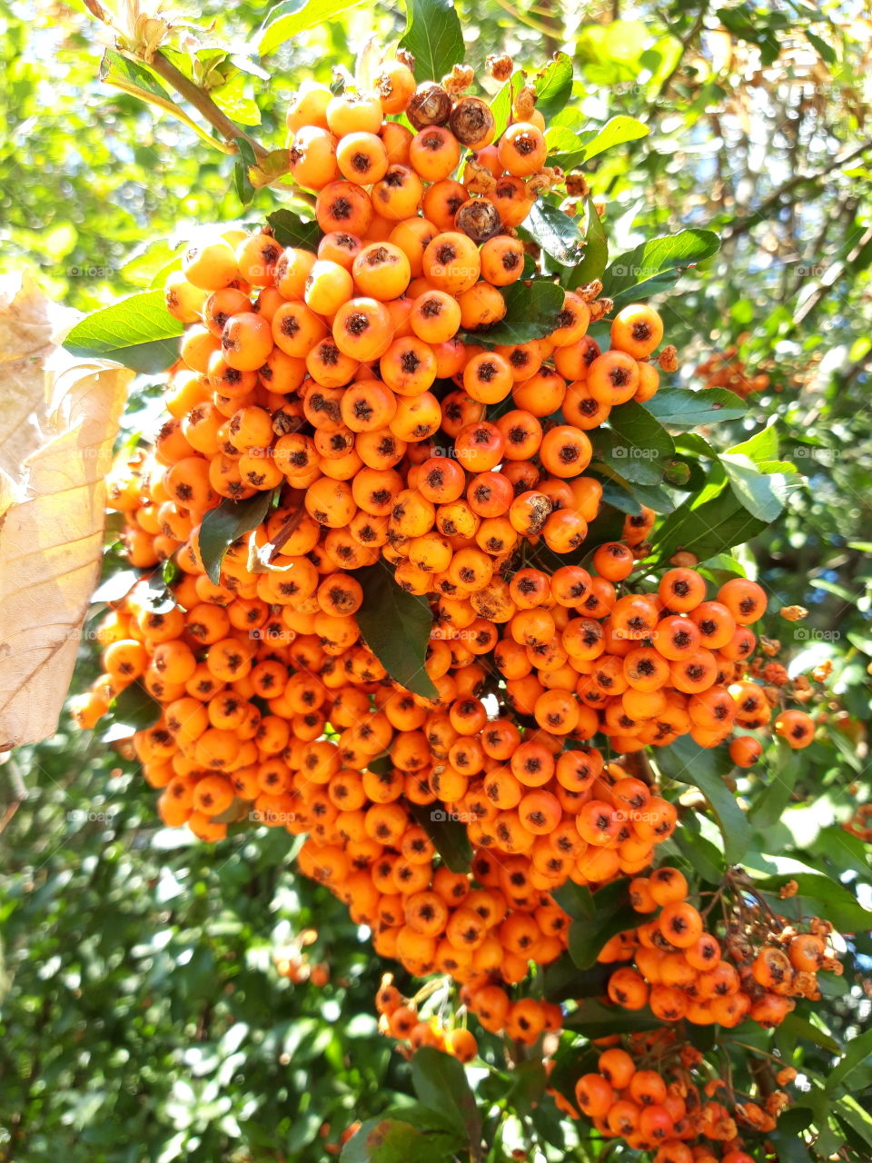 fall eberesche vogelbeere