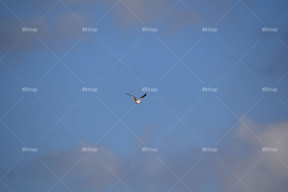 Flight of the Morning