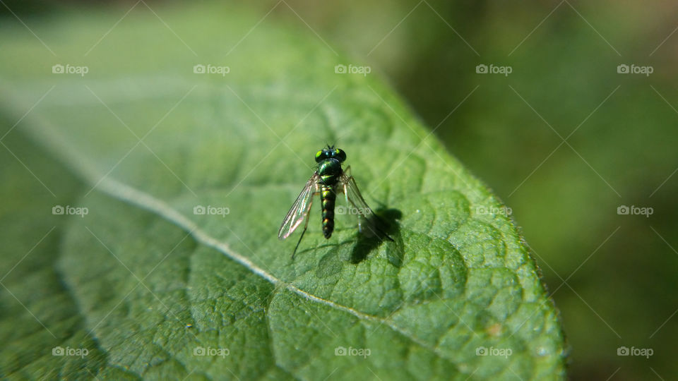 Long-legged fly macro