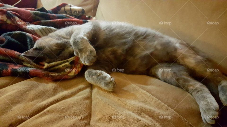 cute sleeping cat