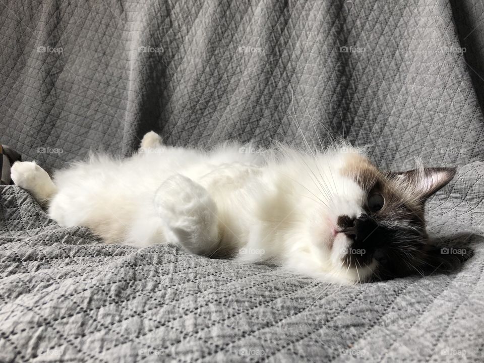 My name is Fofolete. 