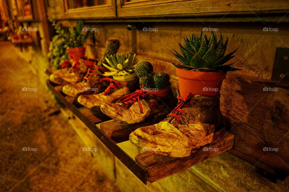 Shoes and cactus