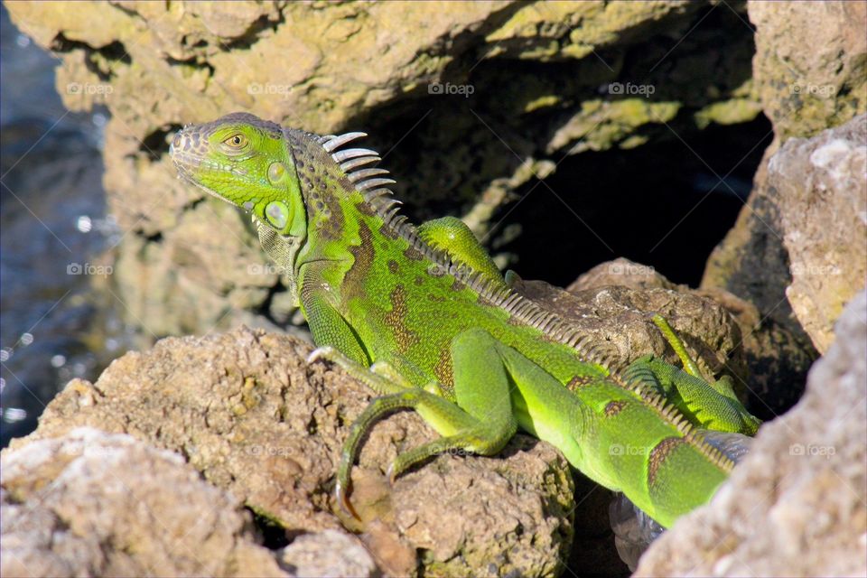 Iguana