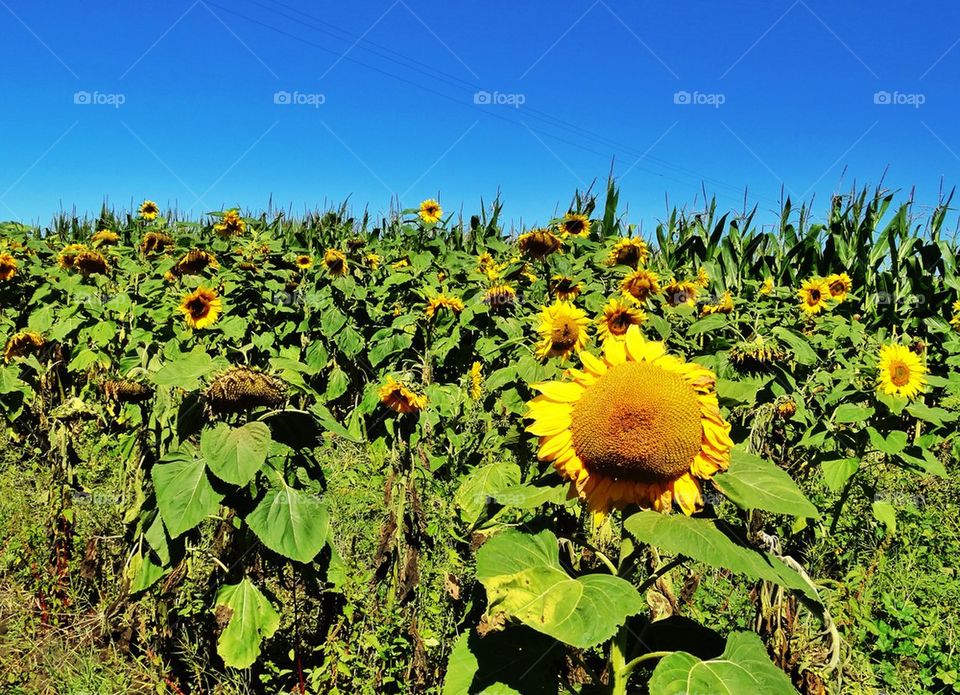 Sunflowers