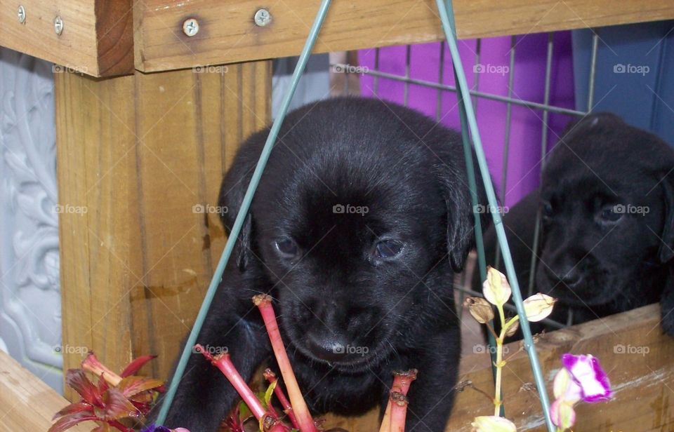 lab pup