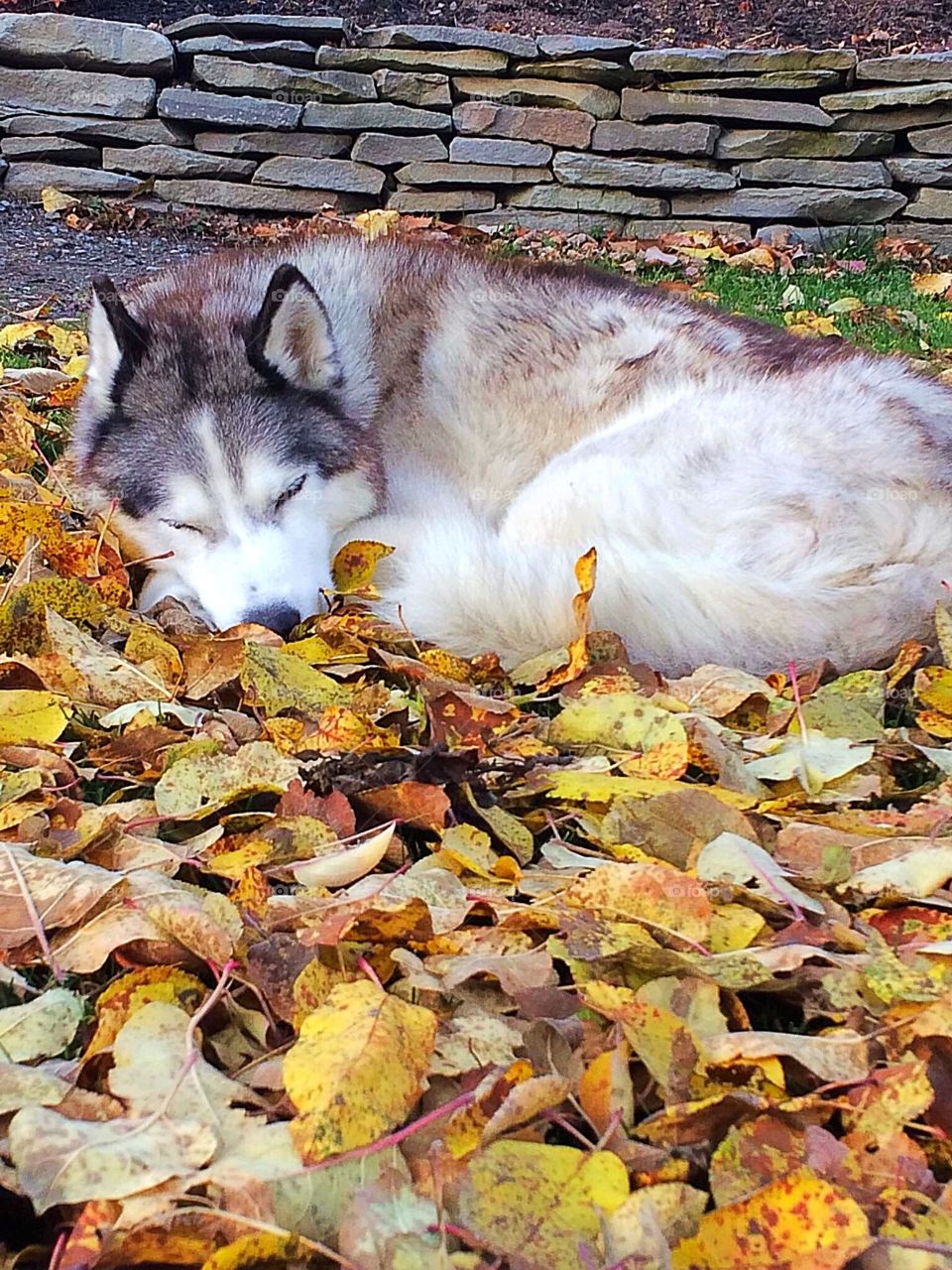 Siberian Husky
