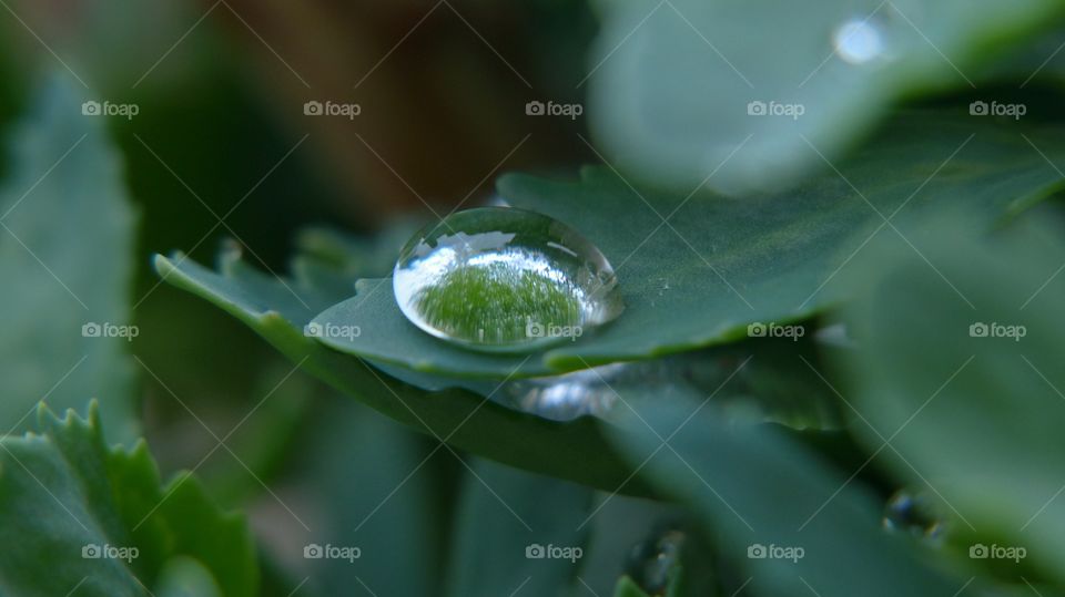 Reflection of a tree in a water drop from rain