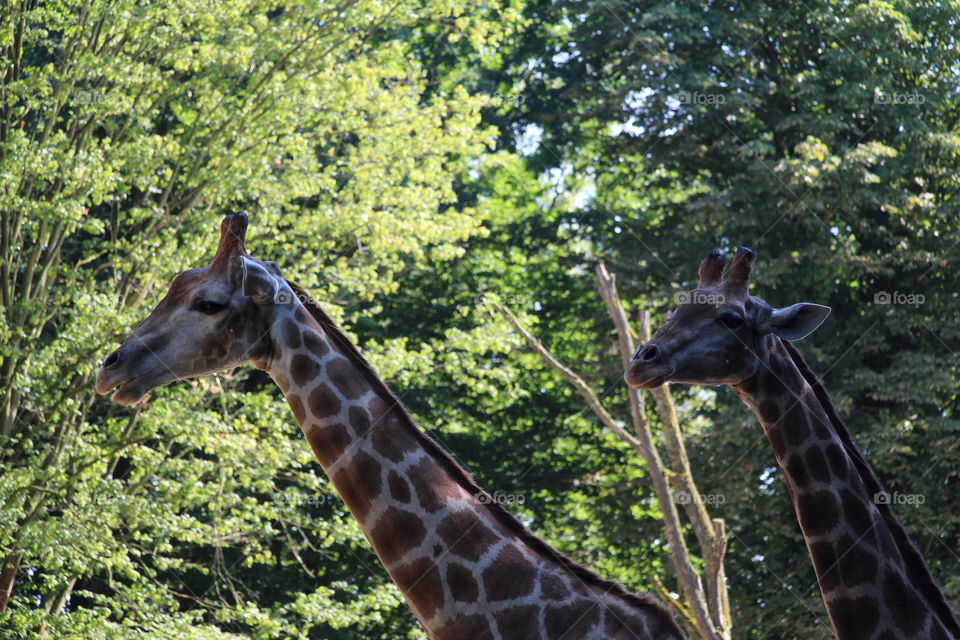 giraffes