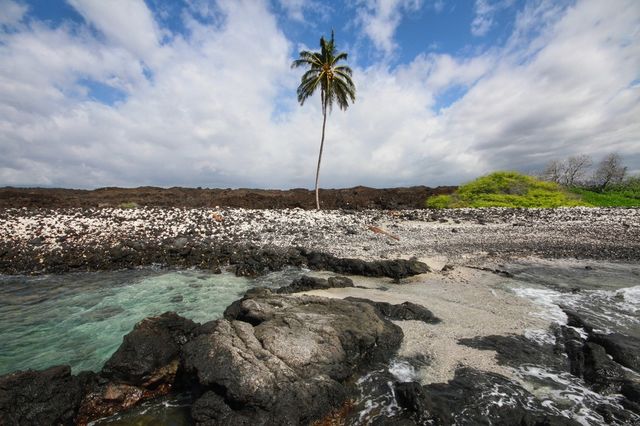 Palm tree