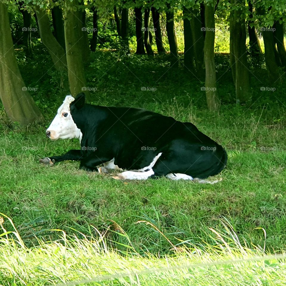 A cow lying in the grass in a park. The Netherlands