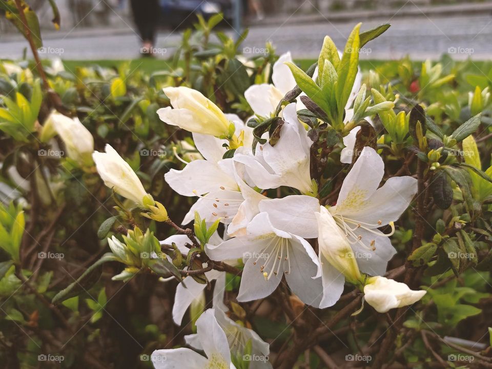 White Flowers in Center