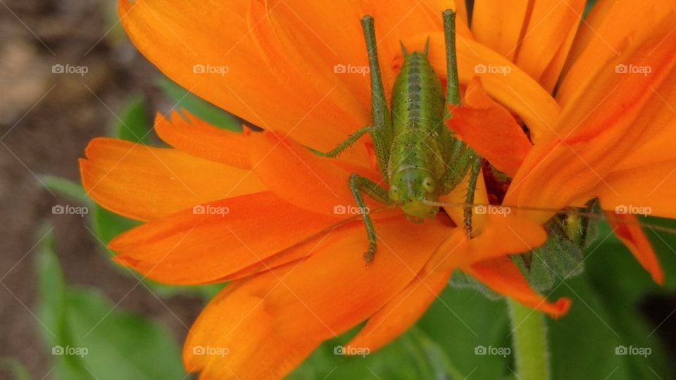 A grasshopper on a calendula looking st the camera