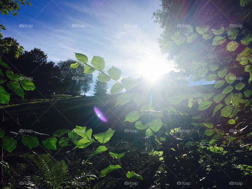 Sunlight over trees