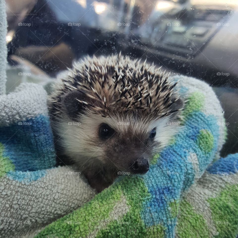 baby hedgehog