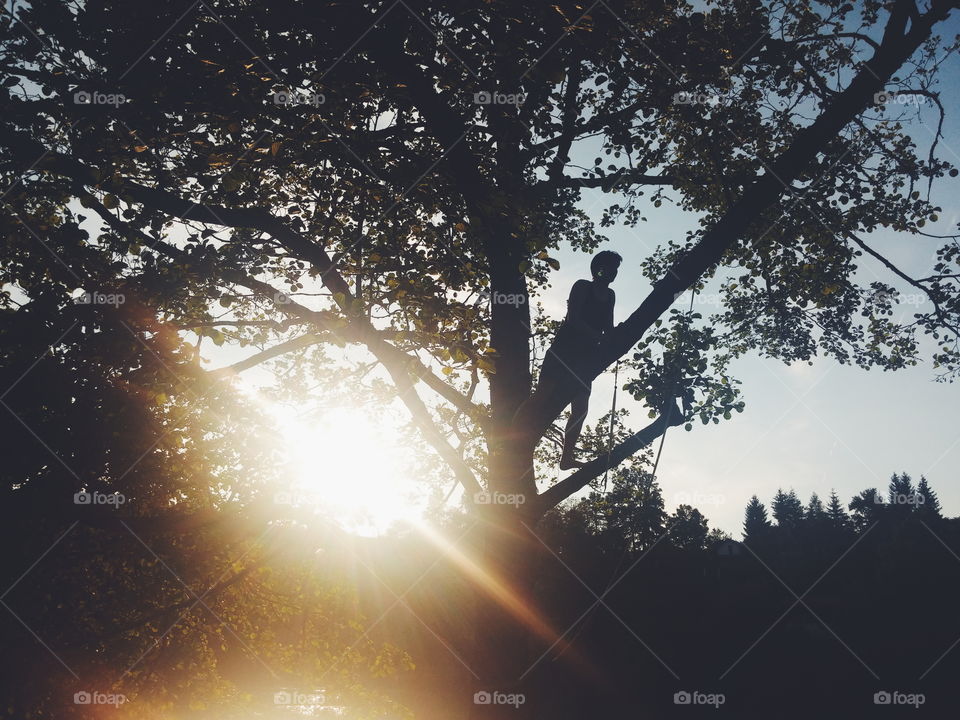 Silhouette of person climbing on tree