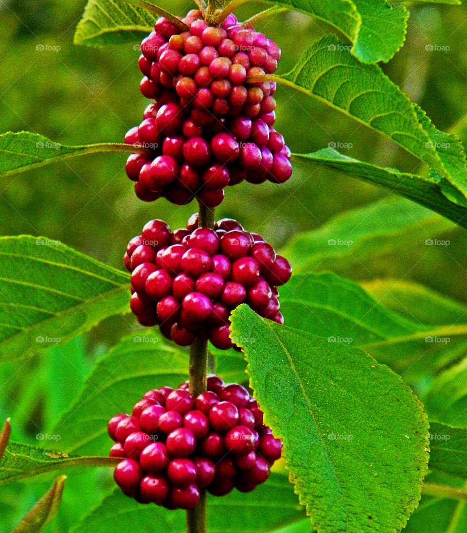 Beautyberry . Cluster of Beautyberries are attractive to both birds and flower arranges. Provides nutrition and moisture to birds.