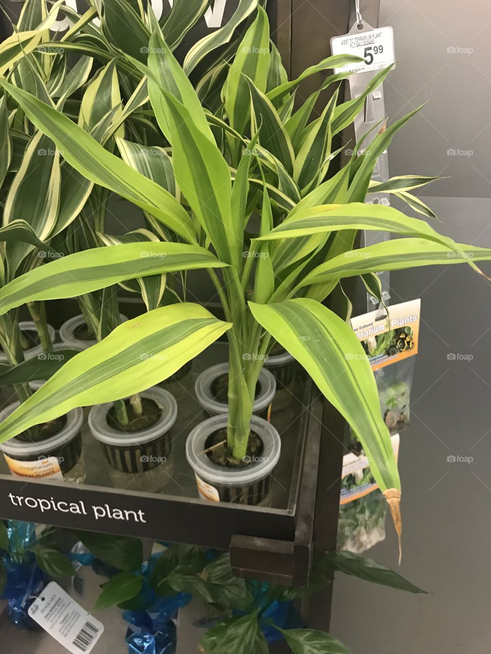 Green tropical plants for a fish aquarium on display at the local pet store located in America , USA. 