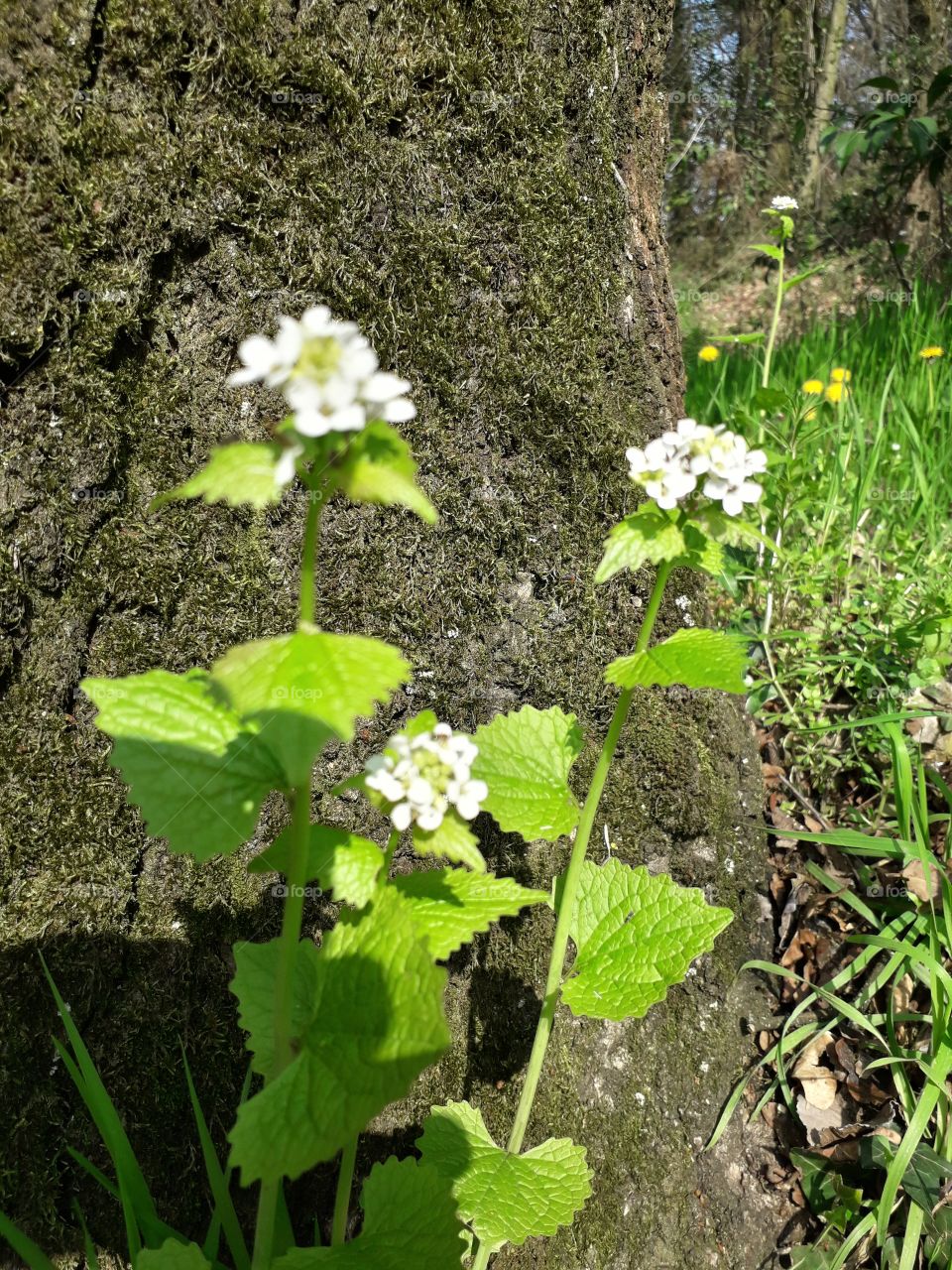 springtime in the wood
