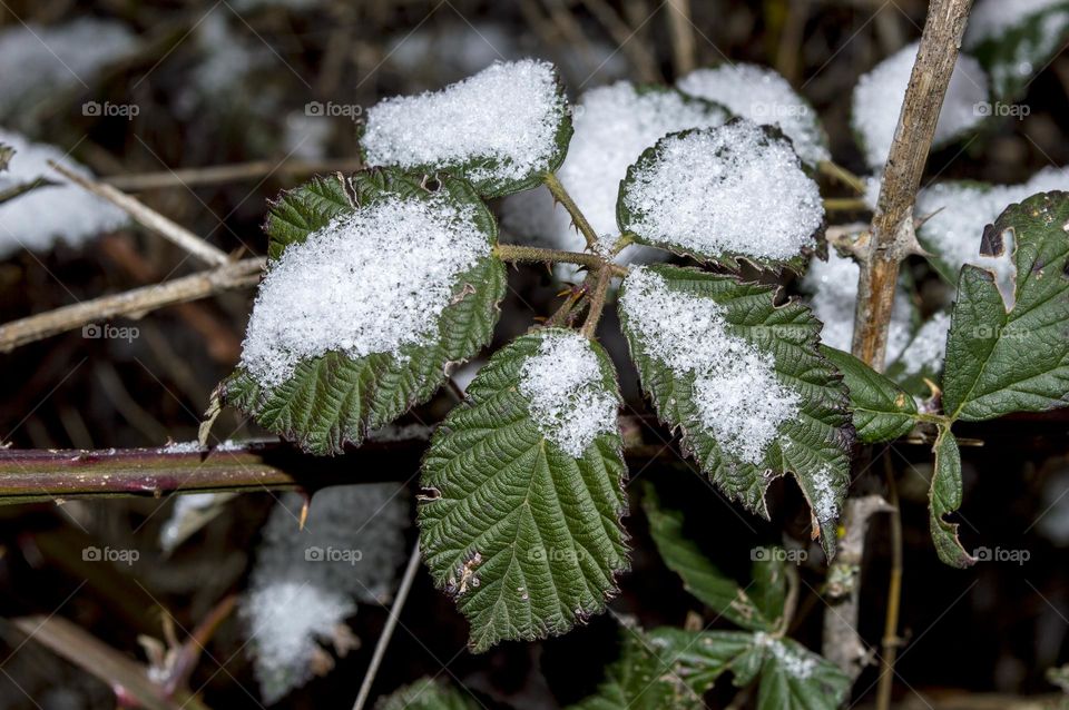 Blackberry leaves under the snow.