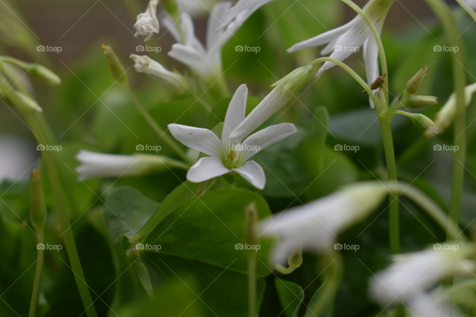 Open flower