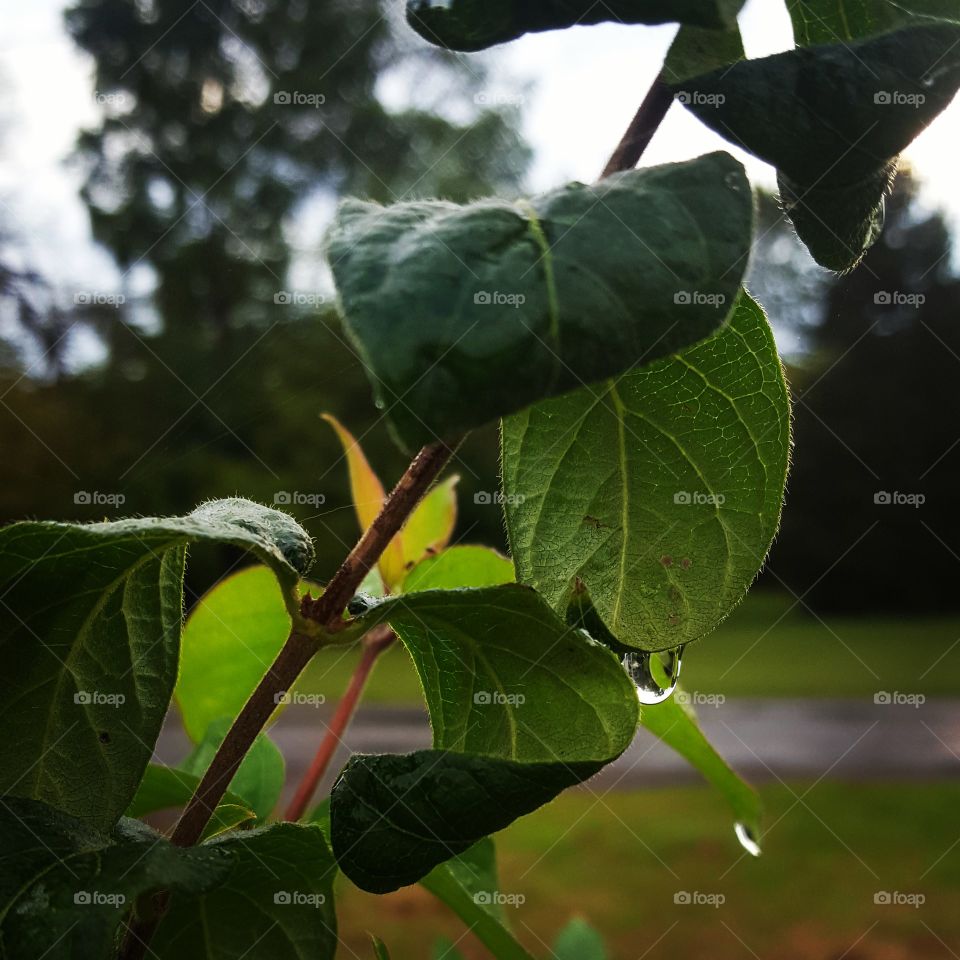 raindrops on a leaf