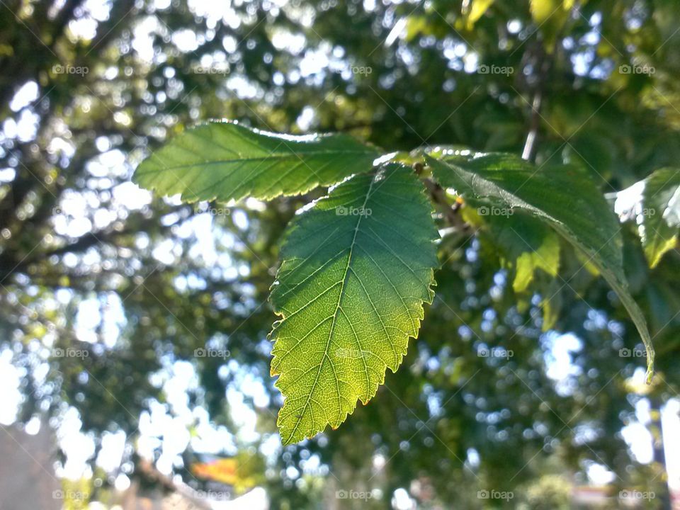 leafy green 2