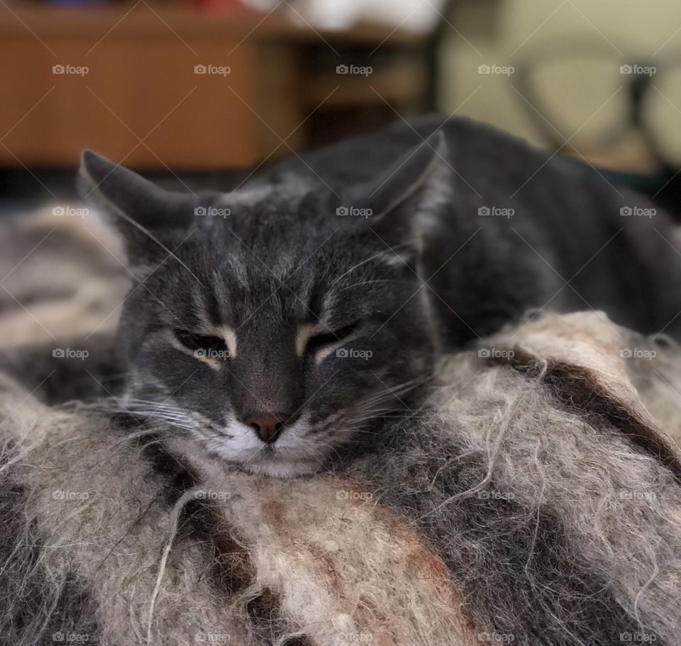 Lovely cat sleeps on blanket