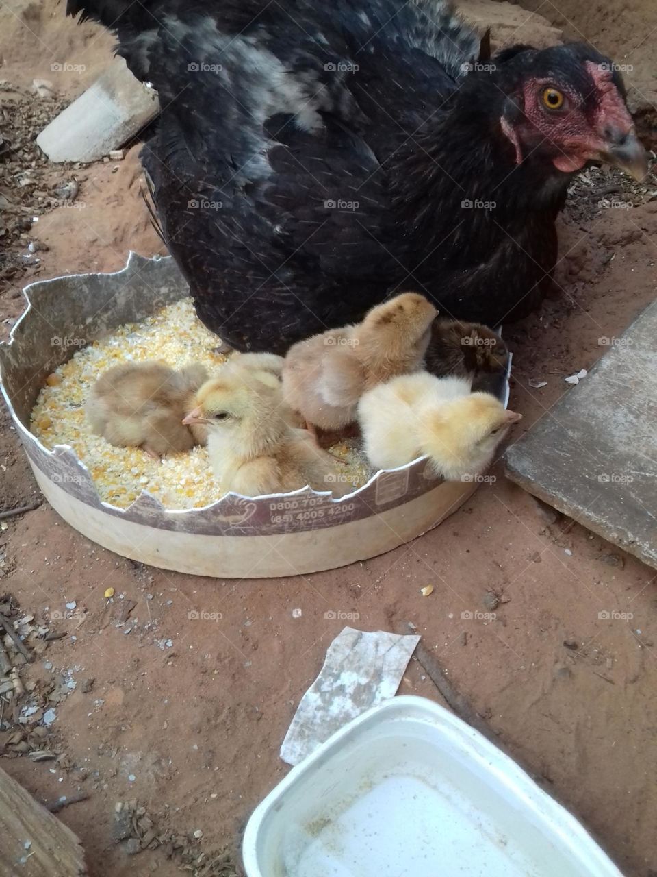 Mama hen and chicks