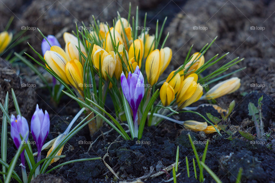 spring flowers