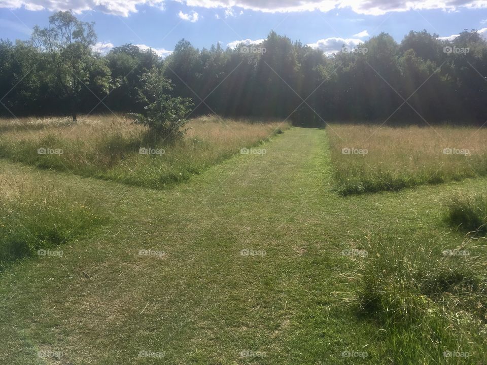 Clearing within Mill Hill Park, mown grass paths in four directions
