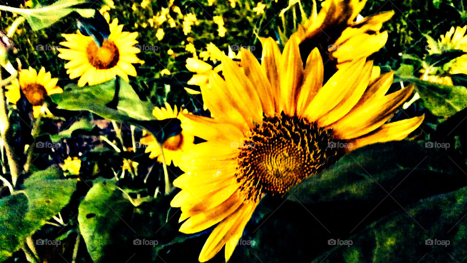 Everywhere you look you can see sunflowers. It its color represents happiness. Yellow!