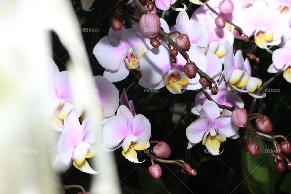 Macro Orchids